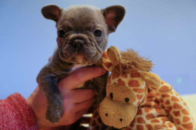 Cuccioli Bulldog francesi